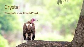  Presentation with south africa - Colorful slide set enhanced with hooded vulture necrosyrtes monachus perched backdrop and a soft green colored foreground