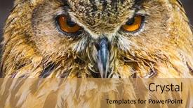  Presentation with eyes - PPT theme enhanced with owls face eurasian - raptor beautiful owl with intense background and a gold colored foreground