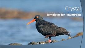  Presentation with south africa - Slide set consisting of rare-african-black-oystercatcher-haematopus background and a teal colored foreground