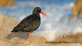  Presentation with south africa - Presentation theme having rare-african-black-oystercatcher-haematopus background and a coral colored foreground