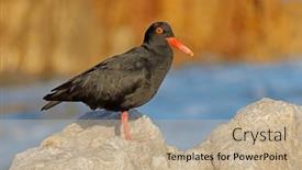  Presentation with coastal - Slide deck enhanced with rare-african-black-oystercatcher-haematopus background and a coral colored foreground