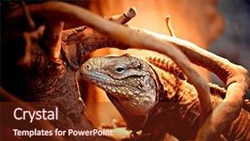  Presentation with cuban - Audience pleasing PPT theme consisting of rare animal - cuban iguana backdrop and a tawny brown colored foreground