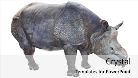  Presentation with indian handicraft - Presentation with rare animal - indian rhinoceros rhinoceros unicornis background and a white colored foreground