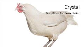  Presentation with chicken - Presentation theme consisting of rare animal - la fleche chicken standing background and a white colored foreground