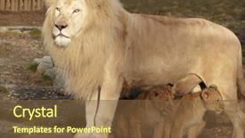  Presentation with babies - Cool new PPT theme with rare animal - lion caring for his two backdrop and a tawny brown colored foreground