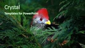  Presentation with fern - Cool new presentation theme with rare animal - red crested turaco perched backdrop and a tawny brown colored foreground