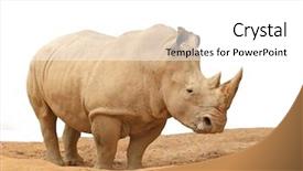  Presentation with animal - Beautiful theme featuring rare animal - rhinoceros backdrop and a white colored foreground