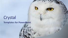  Presentation with animal - Audience pleasing theme consisting of rare animal - snowy owl bubo scandiacus backdrop and a sky blue colored foreground