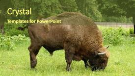  Presentation with tenement house in poland - Presentation having rare animal - wisent bialowieza poland background and a tawny brown colored foreground