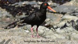  Presentation with rocky - Slide set consisting of rare-black-african-oystercatcher background and a mint green colored foreground