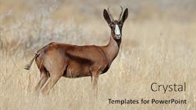  Presentation with south africa - Presentation design having rare-black-springbok-antelope-antidorcas background and a coral colored foreground
