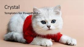  Presentation with best of breed - Cool new slide deck with rare coloring - a silvery chinchilla backdrop and a  colored foreground