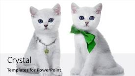  Presentation with british - Amazing PPT theme having rare coloring - a silvery chinchilla backdrop and a  colored foreground