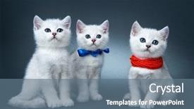  Presentation with rare cars - Beautiful PPT theme featuring rare coloring - a silvery chinchilla backdrop and a ocean colored foreground