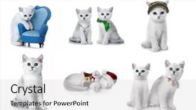  Presentation with british - Cool new theme with rare coloring - a silvery chinchilla backdrop and a  colored foreground