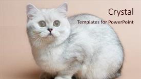  Presentation with rare plants - Presentation theme with entrance to an italian renaissance hotel guard tower horizontal photo natural light blue sky background background and a gray colored foreground