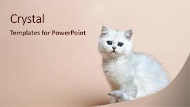  Presentation with rare cars - Cool new PPT layouts with rare coloring - a silvery chinchilla backdrop and a  colored foreground