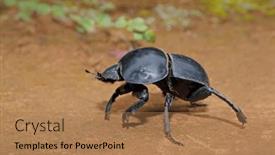  Presentation with south africa - Slides enhanced with rare-flightless-dung-beetle-circellium background and a coral colored foreground