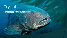  Presentation with black - Slide set enhanced with rare-giant-black-seabass background and a ocean colored foreground