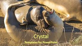  Presentation with population statistical analysis - Presentation design featuring rare recovering population of elephant background and a tawny brown colored foreground