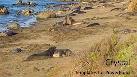  Presentation with population - Amazing presentation design having rare recovering population of elephant backdrop and a gold colored foreground
