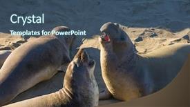  Presentation with population - Colorful PPT theme enhanced with rare recovering population of elephant backdrop and a ocean colored foreground