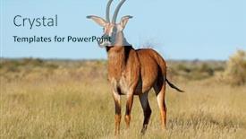  Presentation with south africa - Audience pleasing theme consisting of rare-roan-antelope-hippotragus-equinus backdrop and a sky blue colored foreground