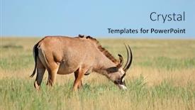  Presentation with south africa - Audience pleasing slides consisting of rare-roan-antelope-hippotragus-equinus backdrop and a light blue colored foreground