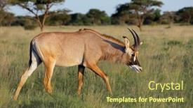  Presentation with south africa - Slides enhanced with rare-roan-antelope-hippotragus-equinus background and a tawny brown colored foreground