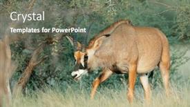  Presentation with south africa - Presentation theme with rare-roan-antelope-hippotragus-equinus background and a gray colored foreground