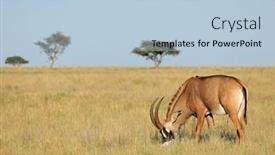  Presentation with south africa - PPT theme featuring rare-roan-antelope-hippotragus-equinus background and a light blue colored foreground