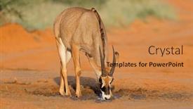  Presentation with africa - Slide deck enhanced with rare-roan-antelope-hippotragus-equinus background and a gold colored foreground