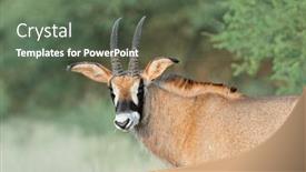  Presentation with south africa - PPT theme featuring rare-roan-antelope-hippotragus-equinus background and a gray colored foreground