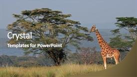  Presentation with kenya - PPT layouts having rare rothschilds giraffe giraffa camelopardalis rothschildi lake nakuru national park kenya background and a dark gray colored foreground