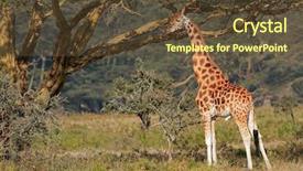  Presentation with kenya - Audience pleasing slide deck consisting of rare rothschilds giraffe giraffa camelopardalis rothschildi lake nakuru national park kenya backdrop and a tawny brown colored foreground