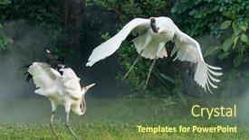  Presentation with crane - Audience pleasing presentation design consisting of rare species of red-crowned crane backdrop and a tawny brown colored foreground