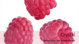  Presentation with three - PPT theme enhanced with raspberries isolated on white backround background and a coral colored foreground