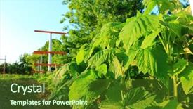  Presentation with green leaves - Colorful presentation design enhanced with raspberry and young colorful reddish backdrop and a tawny brown colored foreground