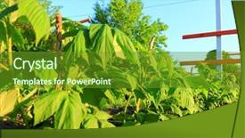  Presentation with chemistry leaves green leaf - PPT theme having raspberry and young colorful reddish background and a tawny brown colored foreground