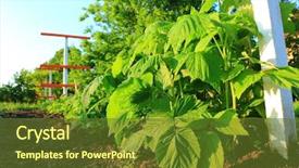  Presentation with green leaves - Audience pleasing slide set consisting of raspberry and young colorful reddish backdrop and a tawny brown colored foreground