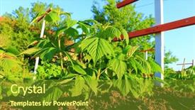  Presentation with green leaves - Presentation design featuring raspberry and young colorful reddish background and a tawny brown colored foreground