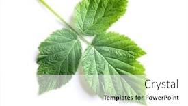  Presentation with high quality - Presentation theme consisting of raspberry-green-fresh-leaf-isolated background and a white colored foreground