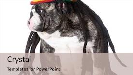  Presentation with rasta - Beautiful slides featuring rasta - funny dog wearing dreadlock wig backdrop and a mint green colored foreground