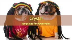  Presentation with rasta - Cool new PPT layouts with rasta - two english bulldogs with dreadlocks backdrop and a red colored foreground