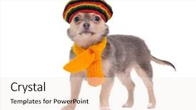  Presentation with cute christmas pug puppy dog - Slides having fluidity - water splash isolated on white background and a white colored foreground