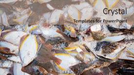  Presentation with bullhead - Slide set enhanced with fish flounder grouper fish bullhead background and a coral colored foreground