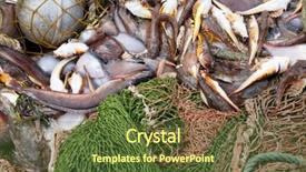  Presentation with bullhead - Presentation design featuring fish flounder grouper fish bullhead background and a tawny brown colored foreground