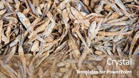  Presentation with sri lanka - Theme featuring fishy - stockfish at the street market background and a coral colored foreground