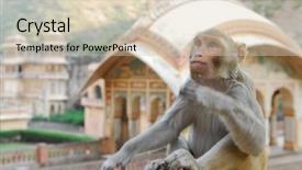  Presentation with india temple - PPT theme with rasuah - monkey temple galwar bagh background and a  colored foreground
