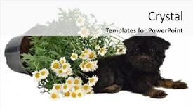  Presentation with puppy - Amazing theme having rasuah - puppy with a pot backdrop and a  colored foreground